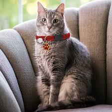 Cat Collars